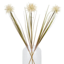 Cream  Aster  Spider  Chrysanthemum  Stem - thumbnail 5