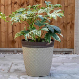 "Fargro Home And Garden Phoebe Planter Tall 14"" - Classic Cream Fusion Effect" - thumbnail 2