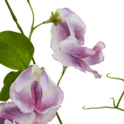 Hill Interiors The Natural Garden Collection Sweetpea Artificial Flower Purple (One Size) - thumbnail 2