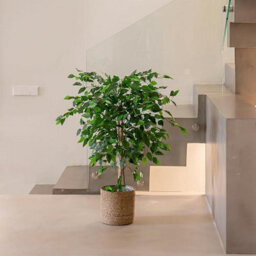 Artificial Plant Ficus Tree, Maia Shop For Home And Office Decoration, 105Cm - thumbnail 2