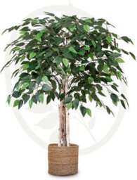 Artificial Plant Ficus Tree, Maia Shop For Home And Office Decoration, 105Cm - thumbnail 1
