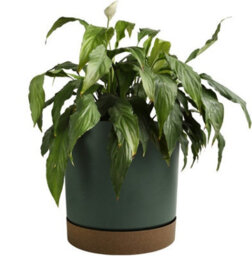 B2C Round Flower Pot Planter With Saucer Indoor Outdoor Two Tone Matt Modern Decor  14.5L (D292mm X H283mm) Pine Green - thumbnail 1