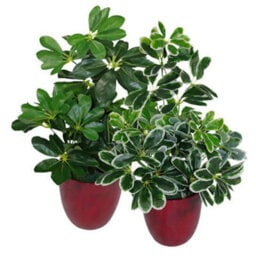 Leaf Artificial Arboricola Plant Umbrella Tree Black Plastic Pot 55Cm Dark Plant Botanik - thumbnail 2