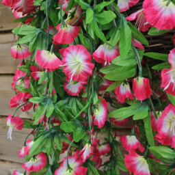 Best Artificial 75Cm Fuchsia & White Morning Glory Trailing Flowers With Rattan Wicker Hanging Baskets For Indoor Or Garden - thumbnail 4