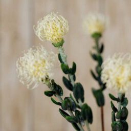 Wyld Haus Set Of 3 Artificial Flowers Cream Pincushion Protea Sprays - thumbnail 5