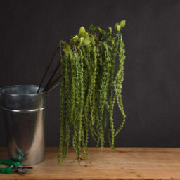Hill Interiors Faux Amaranthus Green (1M) - thumbnail 6