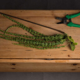 Hill Interiors Faux Amaranthus Green (1M) - thumbnail 5