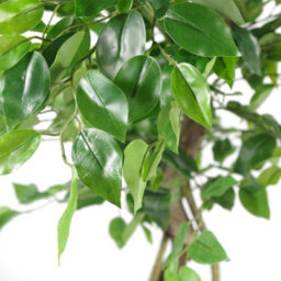 Leaf Artificial Japanese Fruticosa Ficus Tree Silver 120Cm - thumbnail 2