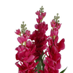 Leaf Artificial 100Cm Cymbidium Orchid Plant - Extra Large - Purple Flowers - thumbnail 4