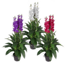 Leaf Artificial 100Cm Cymbidium Orchid Plant - Extra Large - Purple Flowers - thumbnail 6