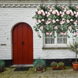 Neel Blue Pink Artificial Rose Flower Hanging Vines Silk Garland, 18 Flowers, 110Cm(3.6Ft) - thumbnail 4