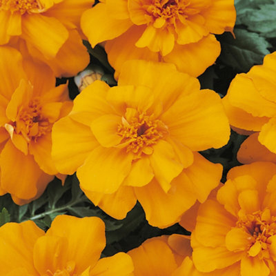 Gardeners Dream Marigold French Durango Orange Colourful Flowering Bedding Plants 6 Pack - image 1