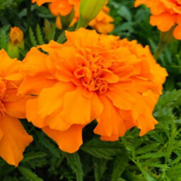 Gardeners Dream Marigold French Durango Orange Colourful Flowering Bedding Plants 6 Pack - thumbnail 2
