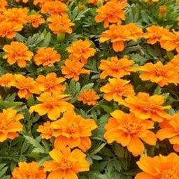 Gardeners Dream Marigold French Durango Orange Colourful Flowering Bedding Plants 6 Pack - thumbnail 3
