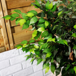 Alfresia Artificial Plant, Tall Shrub, Indoor Or Outdoor Use - thumbnail 4