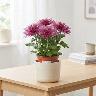 White Chrysanthemum 'anastasia' - 12Cm Pot - image 1