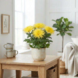 White Chrysanthemum 'anastasia' - 12Cm Pot - thumbnail 8