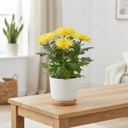White Chrysanthemum 'anastasia' - 12Cm Pot - thumbnail 7