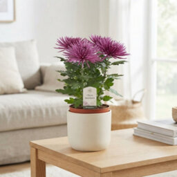 White Chrysanthemum 'anastasia' - 12Cm Pot - thumbnail 9