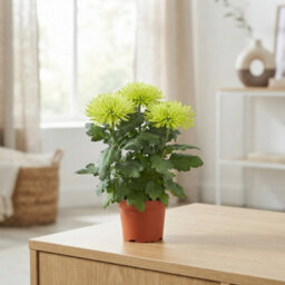 White Chrysanthemum 'anastasia' - 12Cm Pot - thumbnail 4