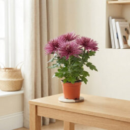 White Chrysanthemum 'anastasia' - 12Cm Pot - thumbnail 3
