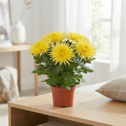 White Chrysanthemum 'anastasia' - 12Cm Pot - thumbnail 6