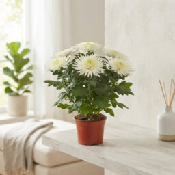 White Chrysanthemum 'anastasia' - 12Cm Pot - thumbnail 5