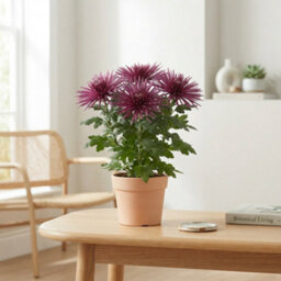 White Chrysanthemum 'anastasia' - 12Cm Pot - thumbnail 2