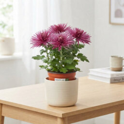 White Chrysanthemum 'anastasia' - 12Cm Pot - thumbnail 1