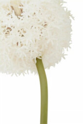 Orsina Fiori 72Cm Allium Stem Ivory Flower Artificial Plant Foliage - thumbnail 6