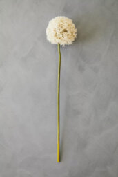 Orsina Fiori 72Cm Allium Stem Ivory Flower Artificial Plant Foliage - thumbnail 3