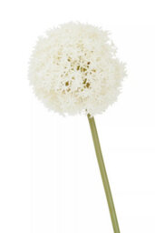 Orsina Fiori 72Cm Allium Stem Ivory Flower Artificial Plant Foliage - thumbnail 5