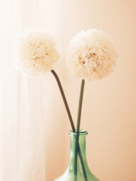 Orsina Fiori 72Cm Allium Stem Ivory Flower Artificial Plant Foliage - thumbnail 9