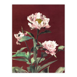 Artery8 Ogawa Kazumasa Framed Wall Art Print Pink Herbaceous Peony Flower - A3 Size - thumbnail 3