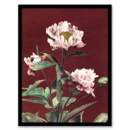 Artery8 Ogawa Kazumasa Framed Wall Art Print Pink Herbaceous Peony Flower - A3 Size - thumbnail 1