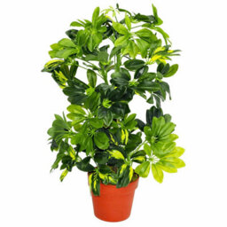 Leaf 75Cm Artificial Arboricola Gold Capella Plant - thumbnail 4