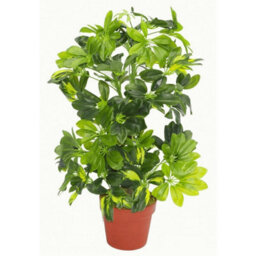 Leaf 75Cm Artificial Arboricola Gold Capella Plant
