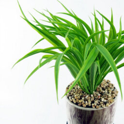 Leaf 35Cm Artificial Grass With Ceramic Planter & Metal Stand - thumbnail 4