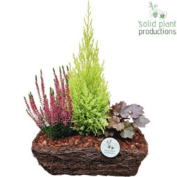Salim Basket Plant Arrangement - 26Cm Pot - thumbnail 9