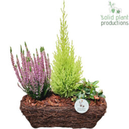 Salim Basket Plant Arrangement - 26Cm Pot - thumbnail 8