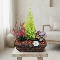Salim Basket Plant Arrangement - 26Cm Pot - thumbnail 1