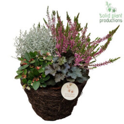 Salim Basket Plant Arrangement - 26Cm Pot - thumbnail 5