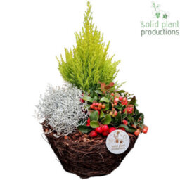 Salim Basket Plant Arrangement - 26Cm Pot - thumbnail 2
