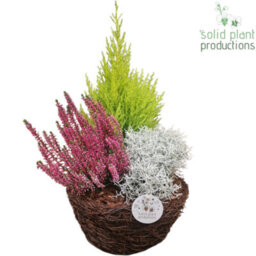 Salim Basket Plant Arrangement - 26Cm Pot - thumbnail 6