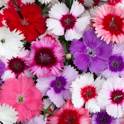 Gardeners Dream Dianthus Corona Mixed Colourful Quality Garden Ready Bedding Plants 6 Pack - image 1