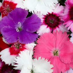 Gardeners Dream Dianthus Corona Mixed Colourful Quality Garden Ready Bedding Plants 6 Pack - thumbnail 4