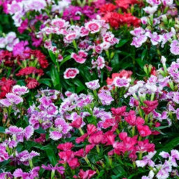 Gardeners Dream Dianthus Corona Mixed Colourful Quality Garden Ready Bedding Plants 6 Pack - thumbnail 3