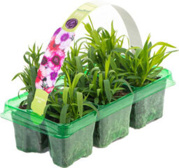 Gardeners Dream Dianthus Corona Mixed Colourful Quality Garden Ready Bedding Plants 6 Pack - thumbnail 2