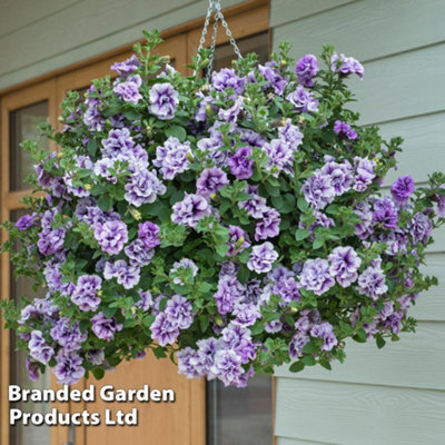 Thompson & Morgan Petunia Priscilla Preplanted Hanging Basket/potted Plant 14Inch (35Cm) - image 1