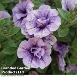 Thompson & Morgan Petunia Priscilla Preplanted Hanging Basket/potted Plant 14Inch (35Cm) - thumbnail 2